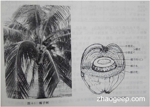 兆格分享：液壓榨油機壓榨椰子油的應(yīng)用