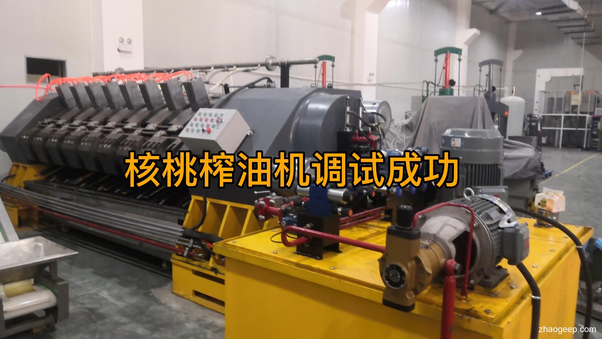 鑫兆豐YZYW全自動液壓榨油機 成功案例新核桃榨油機投料調(diào)試成功 